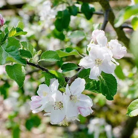 Haus Christof アパート エーバーマンシュタット