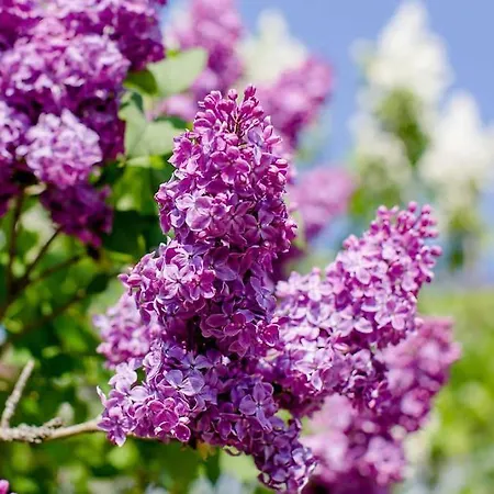 Haus Christof アパート